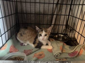 Lupe -  Domestic Short Hair Cat for Adoption in Colorado Springs, Colorado - Lupe | PetCurious