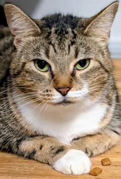 Bertha -  Domestic Short Hair Cat for Adoption in St. Augustine, Florida - Bertha | PetCurious