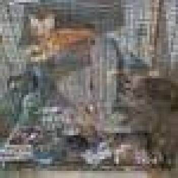 Tokyo -  Domestic Short Hair Cat for Adoption in West Palm Beach, Florida - Tokyo | PetCurious