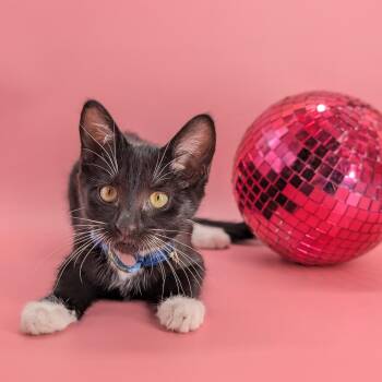 Rescue Domestic Short Hair Cats for Adoption in Tucker, Georgia - Moonshine (The Cosmic Litter) | PetCurious