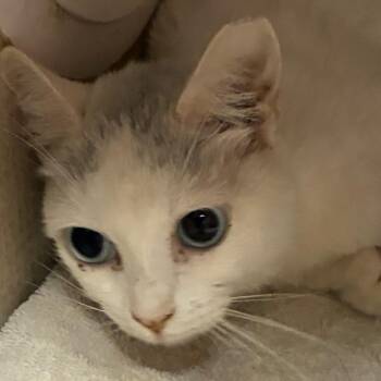 Strawberry -  Domestic Short Hair Cat for Adoption in Yuma, Arizona - Strawberry | PetCurious