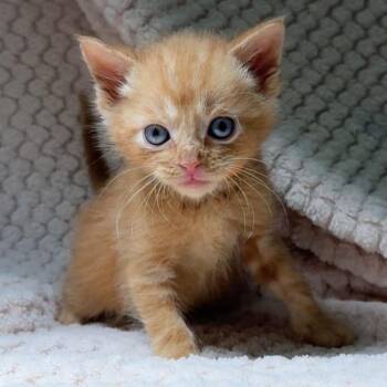 Thor -  Domestic Medium Hair Cat for Adoption in North Canton, Ohio - Thor | PetCurious