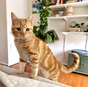 Domestic Short Hair Cats Available for Adoption in Reston, Virginia - Beaker | PetCurious