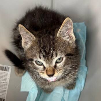 Domestic Medium Hair and Domestic Short Hair Cats Available for Adoption in Marshall, Texas - Oreo | PetCurious