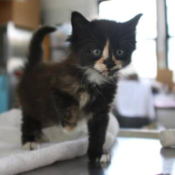 Azalea -  Domestic Medium Hair Cat for Adoption in Chapel Hill, North Carolina - Azalea | PetCurious