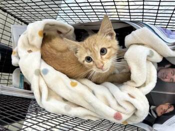 A811476 -  Domestic Short Hair Cat for Adoption in San Antonio, Texas - A811476 | PetCurious