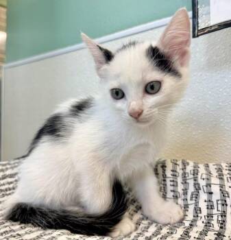 BRAWNY -  Domestic Short Hair Cat for Adoption in Sarasota, Florida - BRAWNY | PetCurious