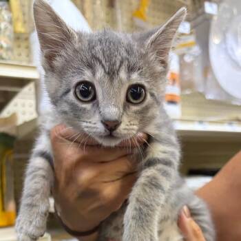 Baby -  Domestic Short Hair Cat for Adoption in Monroe, Michigan - Baby | PetCurious