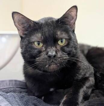 Camembert -  Domestic Short Hair Cat for Adoption in Coquitlam, British Columbia - Camembert | PetCurious