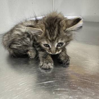 Domestic Short Hair Cats Available for Adoption - Jessica | PetCurious