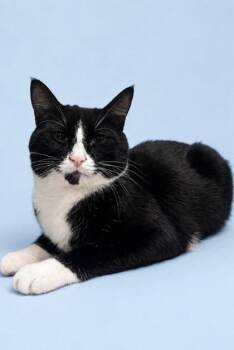 Magnus -  Domestic Short Hair Cat for Adoption in Morton Grove, Illinois - Magnus | PetCurious