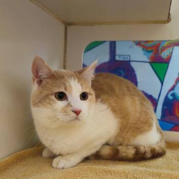 Gio -  Domestic Short Hair Cat for Adoption in Cheyenne, Wyoming - Gio | PetCurious