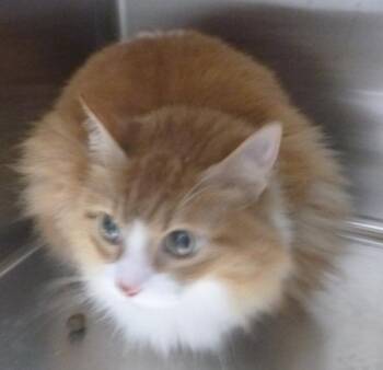 Domestic Medium Hair Cats Available for Adoption in Lafayette, Louisiana - Pebbles | PetCurious
