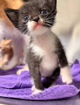 Rescue Domestic Short Hair Cats for Adoption in Labelle, Florida - Coco | PetCurious