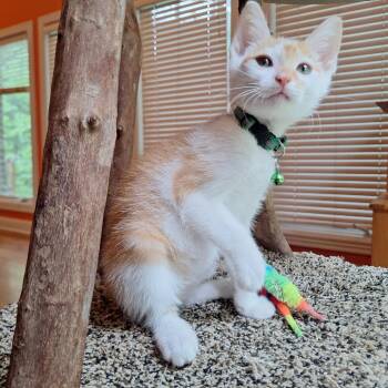 Domestic Short Hair Cats Available for Adoption in Brownsboro, Alabama - Ponzu | PetCurious