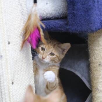 Bobbi -  Tabby Cat for Adoption in Cut Bank, Montana - Bobbi | PetCurious
