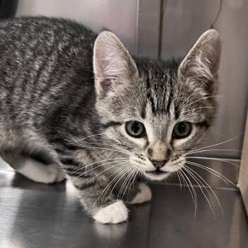 Domestic Short Hair Cats Available for Adoption in Washburn, Missouri - Volvo | PetCurious