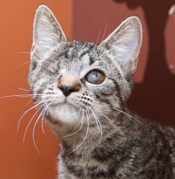 Rescue Domestic Short Hair Cats for Adoption in Cincinnati, Ohio - Kramer | PetCurious