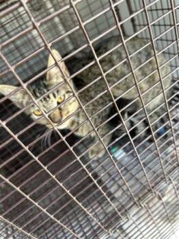 Rescue Domestic Short Hair Cats for Adoption in Houston, Texas - A644258 | PetCurious