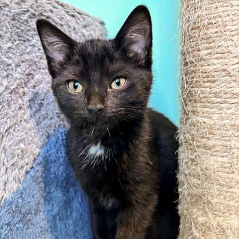 Lexapro -  Domestic Short Hair Cat for Adoption in Falls Church, Virginia - Lexapro | PetCurious