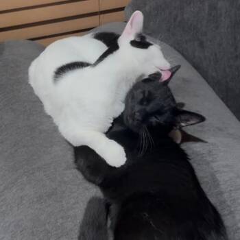 Tama -  Domestic Short Hair Cat for Adoption in Los Angeles, California - Tama | PetCurious