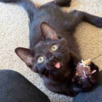 Hanna -  Domestic Short Hair Cat for Adoption in Central Falls, Rhode Island - Hanna | PetCurious