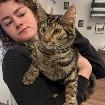 Domestic Short Hair Cats Available for Adoption - Sarah | PetCurious