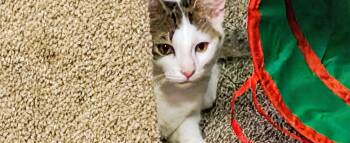 Tirian -  Domestic Short Hair Cat for Adoption in Springfield, Pennsylvania - Tirian | PetCurious