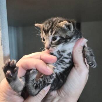 Domestic Short Hair Cats Available for Adoption in Wahiawa, Hawaii - Kool-Aid | PetCurious