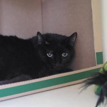 Panther -  Domestic Short Hair Cat Available for Adoption in La Grange, Kentucky - Panther | PetCurious