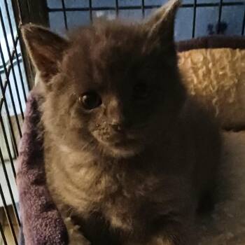 Grayson -  Domestic Short Hair Cat for Adoption in Yuma, Arizona - Grayson | PetCurious