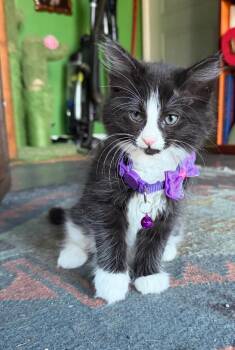 Kip -  Domestic Long Hair Cat for Adoption in Oceanside, California - Kip | PetCurious