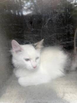 SPIKE -  Domestic Long Hair Cat for Adoption in West Valley City, Utah - SPIKE | PetCurious