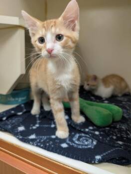Princess Donut -  Domestic Short Hair Cat for Adoption in Little Rock, Arkansas - Princess Donut | PetCurious