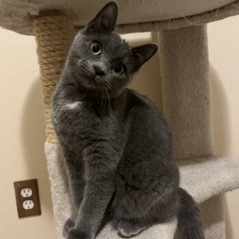 Rescue American Shorthair Cats for Adoption in Grantsville, Utah - Churro | PetCurious