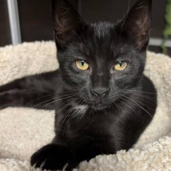 Benny -  Domestic Short Hair Cat for Adoption in Buffalo, New York - Benny | PetCurious