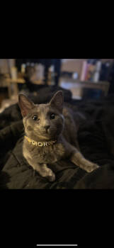 Rescue Domestic Short Hair Cats for Adoption in Dallas, Texas - Dior CP | PetCurious