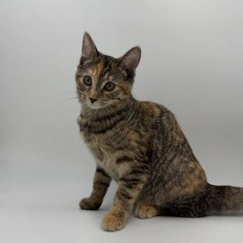 Domestic Short Hair Cats Available for Adoption - Floral | PetCurious