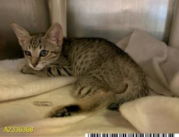 TONY -  Domestic Short Hair Cat for Adoption in West Palm Beach, Florida - TONY | PetCurious