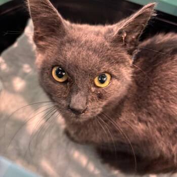 Meow-Nopoly -  Domestic Short Hair Cat for Adoption in Allentown, Pennsylvania - Meow-Nopoly | PetCurious