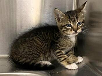 Domestic Short Hair Cats Available for Adoption in Tustin, California - PERCY | PetCurious