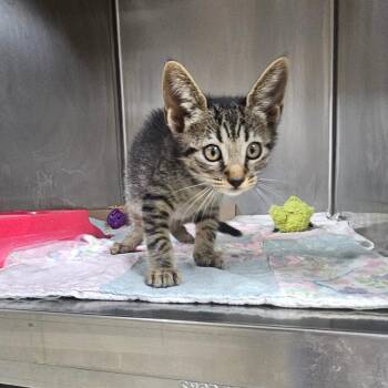 Marta -  Domestic Short Hair Cat for Adoption in Donalsonville, Georgia - Marta | PetCurious