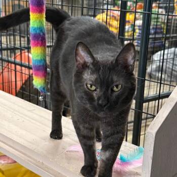 C24-092 Celestia -  Bengal Cat for Adoption - C24-092 Celestia | PetCurious