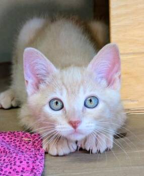 Lymphocyte -  Domestic Short Hair Cat for Adoption in Bellevue, Washington - Lymphocyte | PetCurious