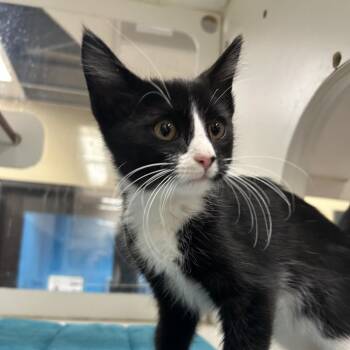 Yankovic -  Domestic Short Hair Cat for Adoption in Cheyenne, Wyoming - Yankovic | PetCurious