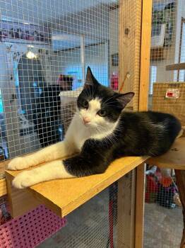 Sailor -  Domestic Short Hair Cat for Adoption in Parsons, West Virginia - Sailor | PetCurious
