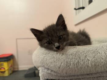 Rescue Domestic Long Hair Cats for Adoption in Greensboro, Georgia - Fray  -  Athens, GA | PetCurious