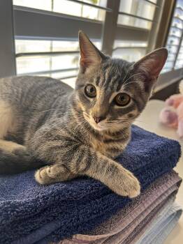 Rescue Tabby and Domestic Short Hair Cats for Adoption in Vallejo, California - Gracie | PetCurious