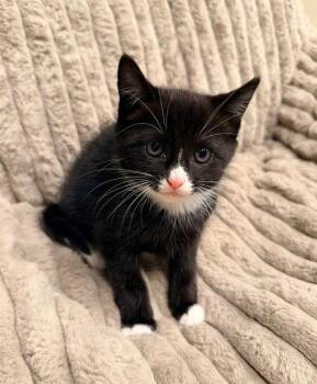 Domestic Short Hair Cats Available for Adoption in Buford, Georgia - Balsam | PetCurious