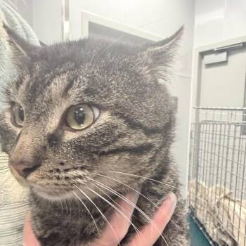 Domestic Short Hair Cats Available for Adoption - Theo | PetCurious